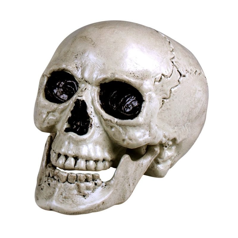 Crâne Maxilla avec mâchoire mobile