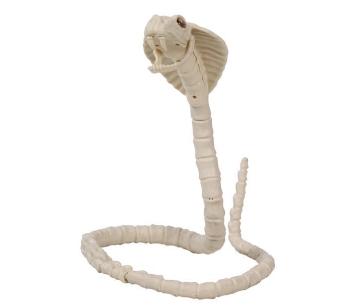 Squelette articulé de serpent