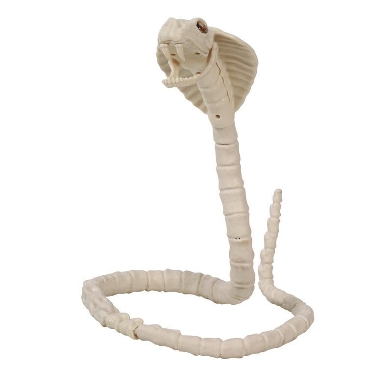 Squelette articulé de serpent